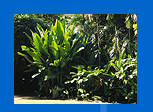 Botanical Gardens